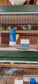 5 Katriena parkieten, Meerdere dieren, Parkiet