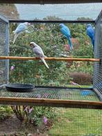 Halsbandparkieten, Dieren en Toebehoren, Vogels | Parkieten en Papegaaien, Meerdere dieren, Parkiet, Geringd