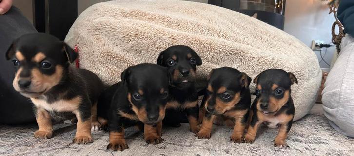 Jack Russell pups black/brown tan, Dieren en Toebehoren, Honden | Jack Russells en Terriërs, Meerdere dieren, Jack Russell Terriër
