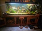 Compleet aquarium SPOTPRIJS, Dieren en Toebehoren, Vissen | Aquaria en Toebehoren, Ophalen, Zo goed als nieuw, Gevuld zoetwateraquarium