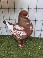 King kingduif, Mannelijk, Overige soorten