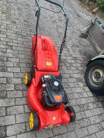 wolf beschikbaar voor biedingen