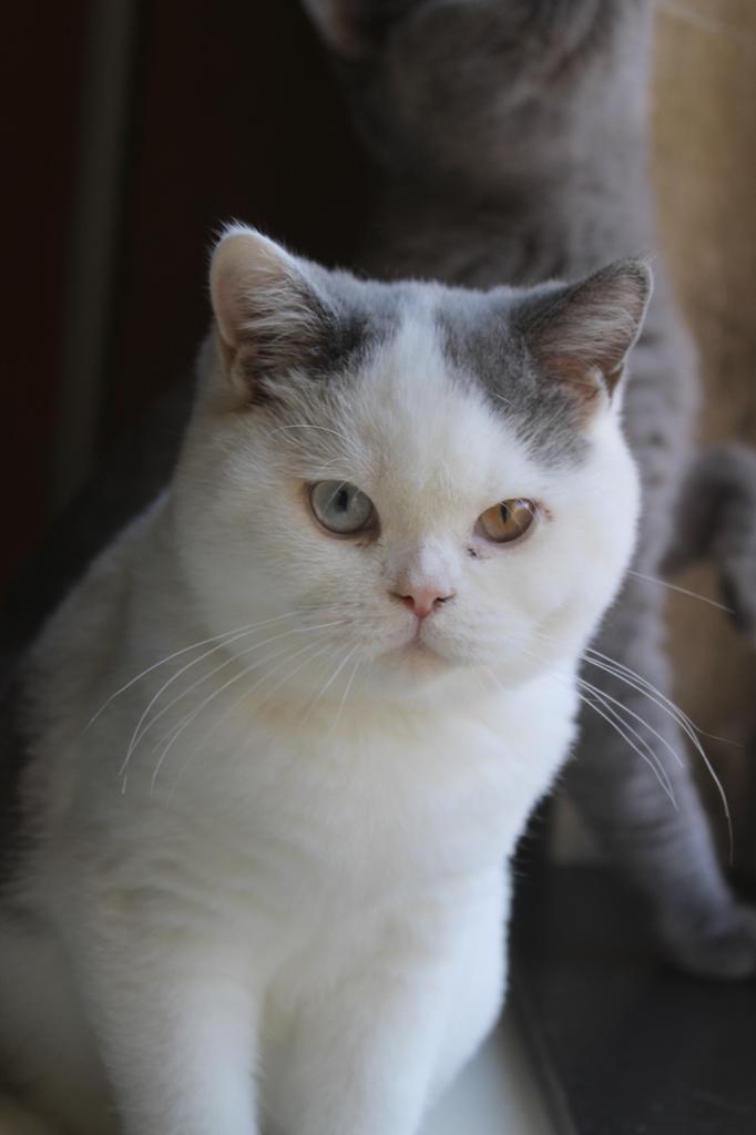 Brits korthaar, Dieren en Toebehoren, Katten en Kittens | Dekkaters, 0 tot 2 jaar