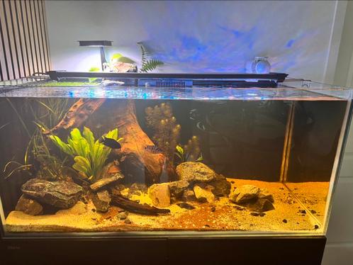 Red Sea 425XL, Dieren en Toebehoren, Vissen | Aquariumvissen, Vis