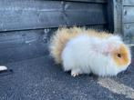 Cavia’s, Dieren en Toebehoren, Knaagdieren, Cavia, Mannelijk, Januari, Tam