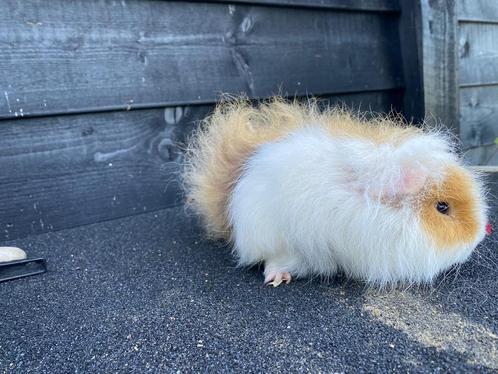 Cavia’s, Dieren en Toebehoren, Knaagdieren, Mannelijk, Cavia, Januari, Tam