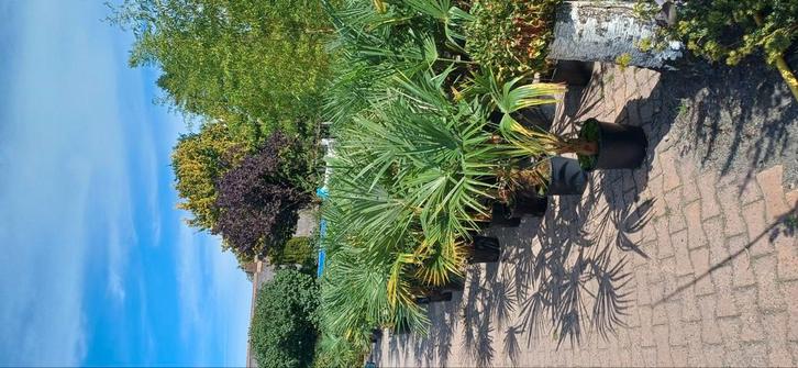 Palmboom trachycarpus, Tuin en Terras, Planten | Tuinplanten, Overige soorten, Halfschaduw, Ophalen