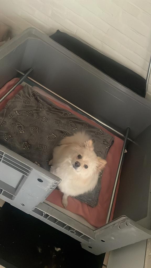 Te huur werpkist met puppyren, Dieren en Toebehoren, Honden-accessoires, Zo goed als nieuw, Ophalen