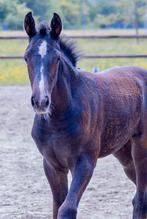 Merrie veulen, Dieren en Toebehoren, Paarden, Merrie, Springpaard, Niet van toepassing, 0 tot 2 jaar