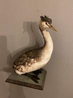 Opgezette fuut - watervogel, Ophalen of Verzenden, Gebruikt, Vogel, Opgezet dier