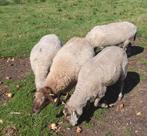 Drachtige schapen gedekt schaap door Bonte Ram, Vrouwelijk, Schaap