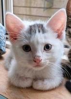 Super lief katertje, Dieren en Toebehoren, Kater