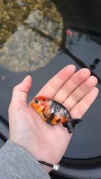 Ranchu goudvis, Dieren en Toebehoren, Vissen | Aquariumvissen, Vis