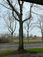 Oesterwandeling Amsterdam 21dec