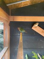 3 jongen roodkoppapegaaiamedine, Dieren en Toebehoren, Vogels | Kanaries, Meerdere dieren