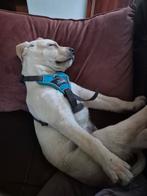 Labrador., Reu, Labrador retriever, Eén hond, Nederland