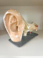 Vintage anatomisch oor model ca. 1950, handgemaakt, Ophalen of Verzenden