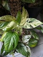 Epipremnum Pinnatum Marble Variegata stek, Ophalen of Verzenden, Halfschaduw, Minder dan 100 cm
