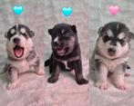 Pomsky pups 🩵🩵🩷)mini husky) Mogen eind december verhuizen, Overige rassen, CDV (hondenziekte), 8 tot 15 weken, Meerdere