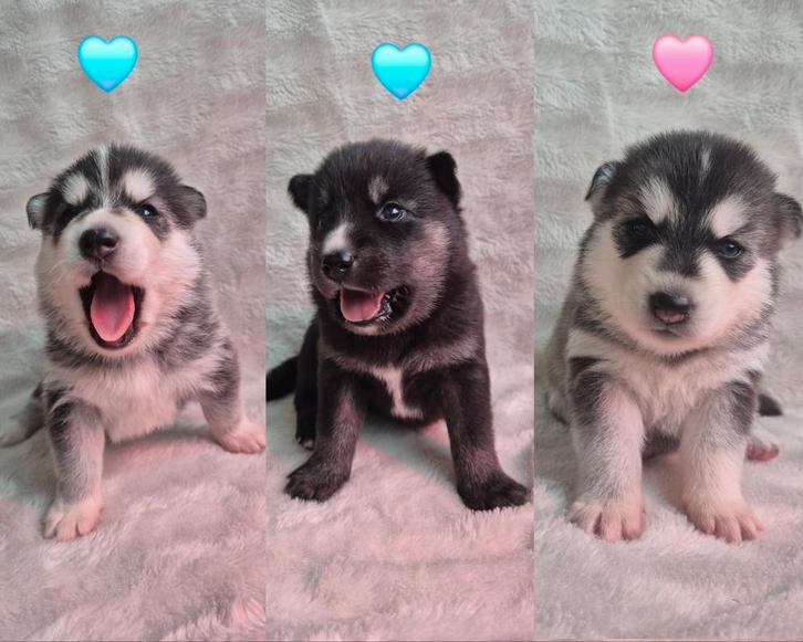 Pomsky pups 🩵🩵🩷)mini husky) Mogen eind december verhuizen, Dieren en Toebehoren, Honden | Poolhonden, Keeshonden en Oertypen