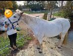 Wijze lieve Pony  te koop senior, Dieren en Toebehoren, Pony's, C pony (1.27m tot 1.37m), 11 jaar of ouder, Recreatiepony, Merrie
