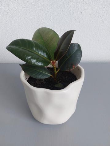 Ficus Elastica 'Robusta' - Rubberplant beschikbaar voor biedingen