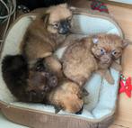 Nog 3 superlieve en mooie pomchi (PomeriaanxChihuahua) pups, Parvo, 8 tot 15 weken, Meerdere, Meerdere dieren