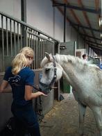 Verzorgpony/paard gezocht, verzorgster aangeboden, Dieren en Toebehoren, Ophalen