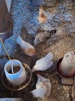 4 serama hennetjes, Dieren en Toebehoren, Pluimvee, Vrouwelijk, Kip