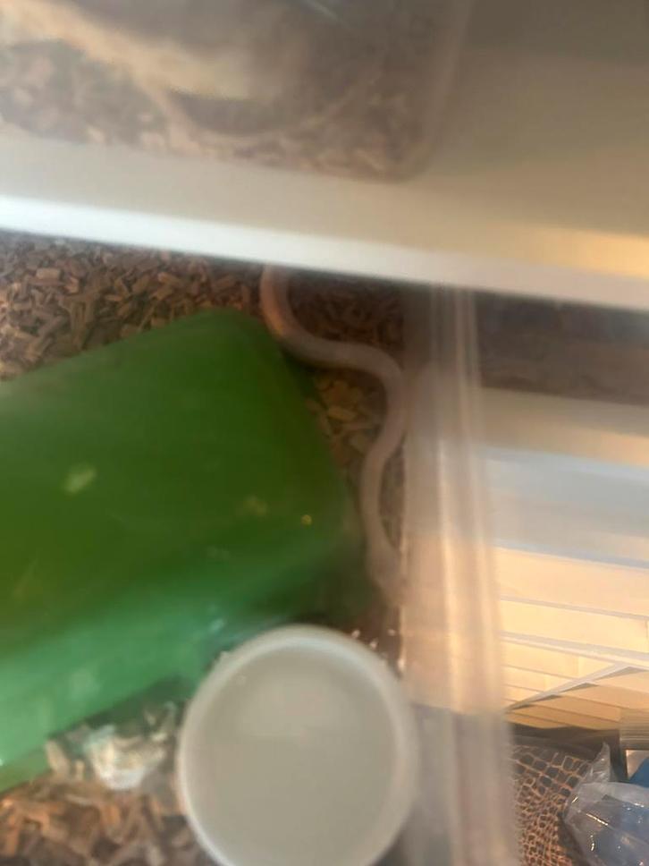 Korenslangen te koop