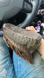 Mammoet kies, Verzamelen, Ophalen