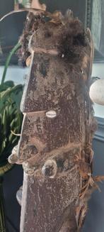 OUD tribaal masker oceanie papua sepik nieuw guinea BEELD, Antiek en Kunst, Ophalen of Verzenden