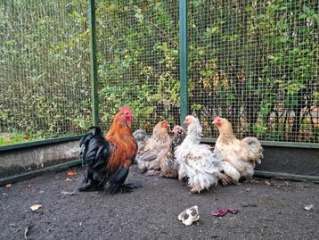Fantastische groep 1-4 Cochin kriel cochins krulveer porsele beschikbaar voor biedingen