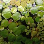 Drijfplantjes mix, Dieren en Toebehoren, Ophalen, Nieuw, Plant(en), Steen of Hout