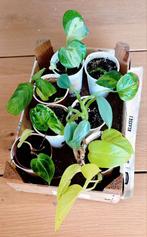 Kamerplanten mini's pakket, Ophalen, Halfschaduw, Minder dan 100 cm