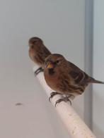 5-5 Kleine barmsijsen, Dieren en Toebehoren, Vogels | Overige Vogels, Meerdere dieren, Wildzangvogel, Geringd