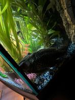 Hypostomus plecostomus, Dieren en Toebehoren, Vissen | Aquariumvissen, Vis