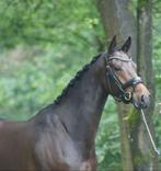 getalenteerde merrie met uitzonderlijke beweging, Dieren en Toebehoren, Paarden, Merrie, Dressuurpaard