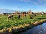 Opfok, Pension plekken vrij. Hengsten merries ruinen, Stalling, 4 paarden of pony's of meer
