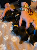 York shire terrier mannetjes, Yorkshire Terriër, Reu, 8 tot 15 weken, Meerdere