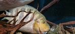Parachromis x Amphilophus hybride 30cm., Dieren en Toebehoren, Vis, Zoetwatervis