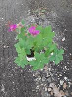 ooievaarsbek groenblijvende bodembedekker vaste geranium, Ophalen, Vaste plant, Bodembedekkers, Halfschaduw