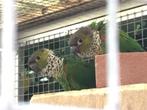 Pyrrhura Rupicola, Dieren en Toebehoren, Vogels | Parkieten en Papegaaien, Meerdere dieren, Parkiet, Geringd