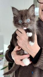 Kittens Brits Langhaar x Ragdoll, Dieren en Toebehoren, Katten en Kittens | Dekkaters