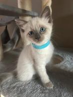Prachtige Originele Thai siamees kittens, Meerdere dieren