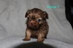 Mooie shih tzu's pups, Dieren en Toebehoren, Overige rassen, 8 tot 15 weken, Meerdere, Meerdere dieren