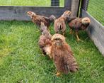 Welsummer kuikens., Dieren en Toebehoren, Pluimvee, Geslacht onbekend, Kip