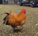 Gratis af te halen, Dieren en Toebehoren, Pluimvee, Mannelijk, Kip