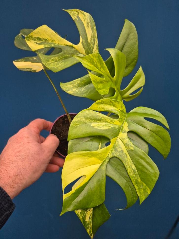 Rhaphidophora Tetrasperma Aurea p12 (1), Huis en Inrichting, Kamerplanten, Minder dan 100 cm, Halfschaduw, Ophalen of Verzenden