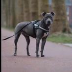 Amerikaanse stafford, Ophalen, Nieuw